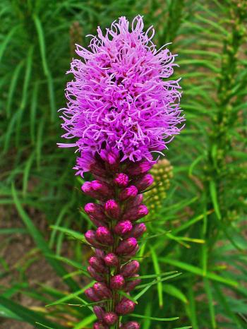 Liatris spicata - Wikipedia
