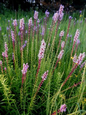 Liatris spicata – Marsh Blazing Star (per oz) | Michigan Wildflower Farm