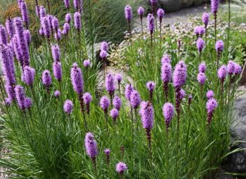 File:Dense Blazing Star - liatris spicata (4347689892).jpg ...