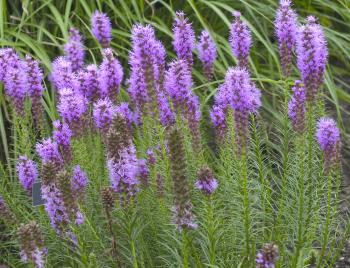 Liatris-spicata.jpg