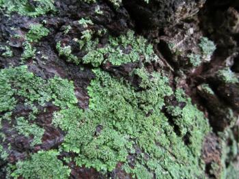 Lichens of the Arboretum » Arnold Arboretum