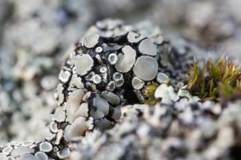 Lichen Closeup