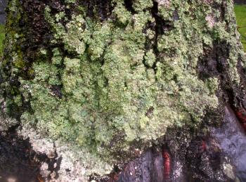 Lichen on West Facing Silver Birch 2