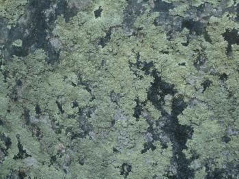 Lichens texture
