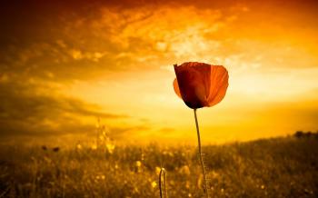 V.591 Life, HD Widescreen Images for PC & Mac, Laptop, Tablet ...