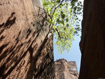 MLeWallpapers.com - Tree Growing Between Rocks