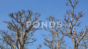 Lifeless Trunks and Branches of Trees against a Blue Sky ~ Clip ...
