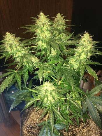 Northern Lights Autoflower Harvest - Album on Imgur