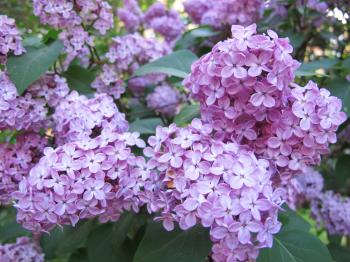 Syrenersaft – Lilac cordial | semiswede