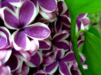 Syringa - Wikipedia