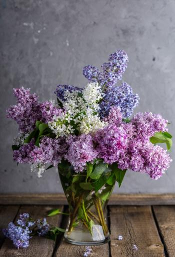 Lilac in the Pot