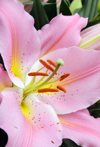 bot #flowerbulbs #lilium #flower #bulbs #bulbos #lirio #lirios ...