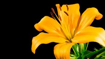 Time Lapse - Single Yellow Lily Flower Blooming Stock Video Footage ...