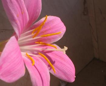 Different types of lilies - Flower PressFlower Press