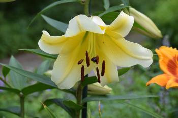 Lilies, Freckles, Trumpets, and Chia Pets – gardeninacity