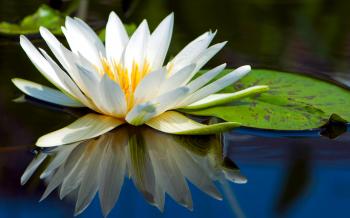 158 Water Lily HD Wallpapers | Background Images - Wallpaper Abyss