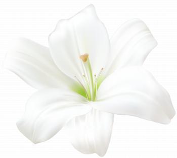 White Lily PNG Clip Art Image | Gallery Yopriceville - High-Quality ...