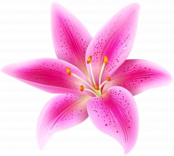 Pink Lily Flower Transparent PNG Clip Art Image | Gallery ...