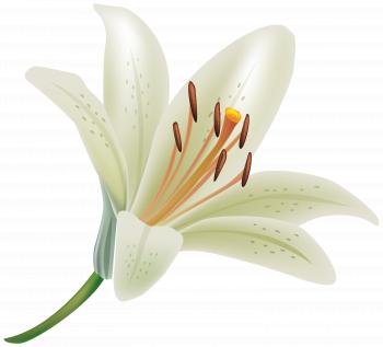 White Lily Flower PNG Clipart - Best WEB Clipart