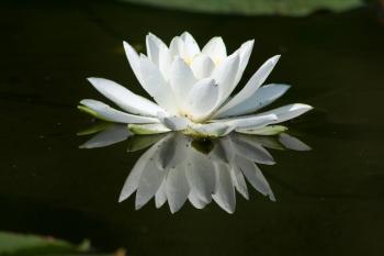 Lily Pad Flower Drawing at GetDrawings.com | Free for personal use ...