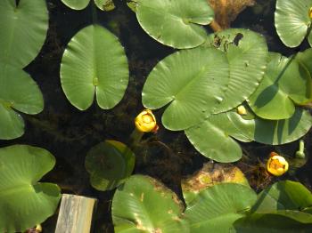 Lily Pads And Flowers
