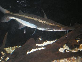 huge lima shovelnose catfish | MonsterFishKeepers.com
