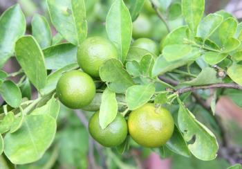 Dwarf Mexican Lime Tree