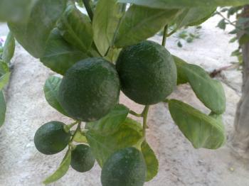 Lime tree