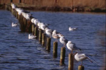 Line of seagulls
