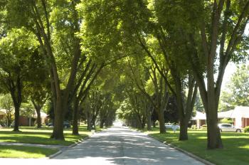 Tree and human health may be linked