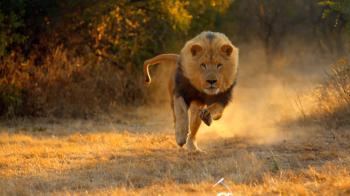 Fast Running Lions - Big Cat Week Video - National Geographic Channel