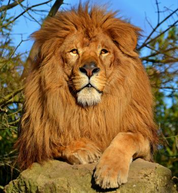 File:Lion d'Afrique.jpg - Wikimedia Commons