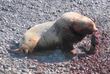 Cannibal Sea Lion Kills and Eats Pup—Never Before Seen