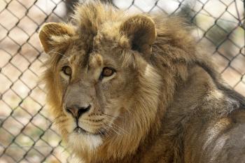 Lion Kills Woman at a South African 'Lion Whisperer' Sanctuary ...