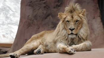 Bloke Bought A Fake Lion Mane For His Dog But It Did Not Turn Out ...