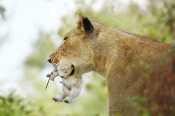 Rare White Lion Cub Seen in South Africa