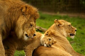 lion-with-family - Did u Know Facts : Amazing Facts of the World ...