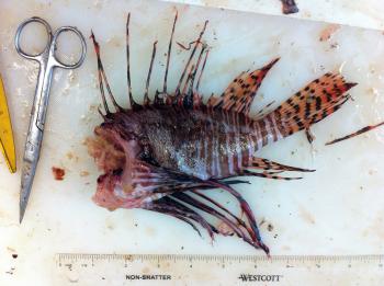 Lionfish Research