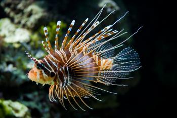 Spotfin lionfish - Wikipedia