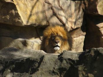 Lion in the Zoo