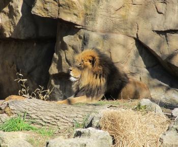 Lion in the Zoo