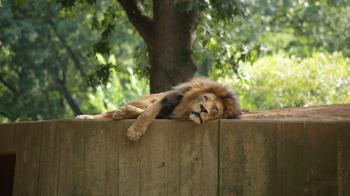 A lion lying down looks into the camera Stock Video Footage ...