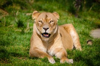 Lion Lying on Grass during Daytime