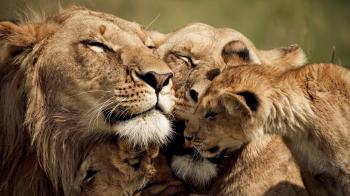 Lion Pride Full HD Wallpaper and Background Image | 1920x1080 | ID ...