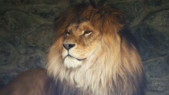 Lion Playing With Lioness at the Zoo. Stock Video Footage - Videoblocks