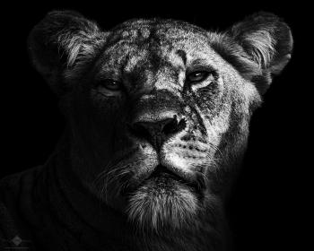 Lioness #7 - CHM-Photography