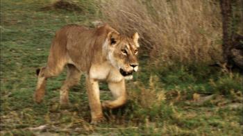 Shocking Video of a Cape Buffalo Attacking a Lioness - YouTube