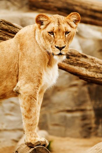 Lioness In Africa