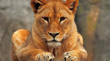 Close Up Lioness Wallpaper 40730 1920x1080 px ~ HDWallSource.com