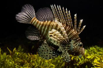 Lionfish in the Ocean